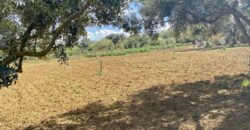 Terreno agricolo in vendita a Partinico, Contrada Carrozza