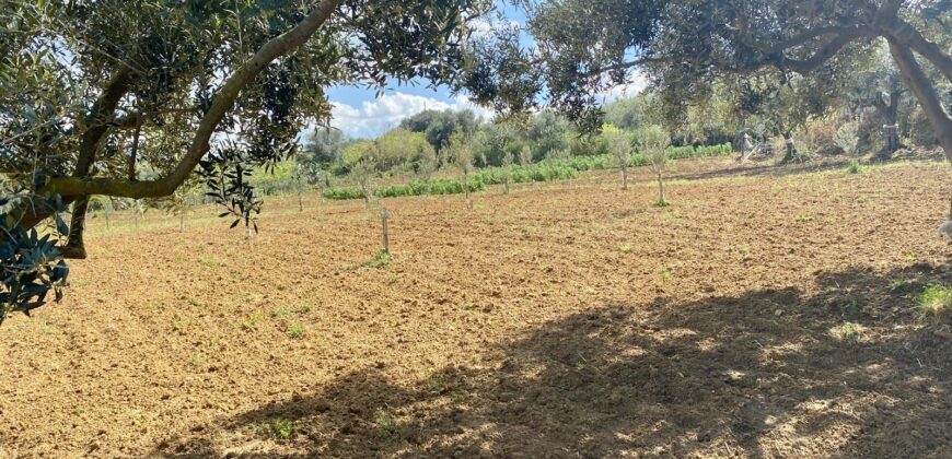 Terreno agricolo in vendita a Partinico, Contrada Carrozza