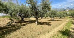 Terreno agricolo in vendita a Partinico, Contrada Carrozza