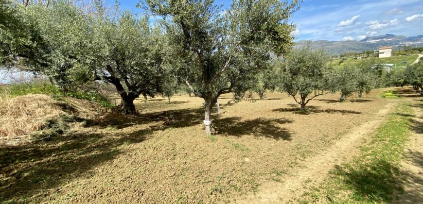 Terreno agricolo in vendita a Partinico, Contrada Carrozza