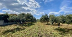 Terreno agricolo in vendita a Partinico, Contrada Carrozza