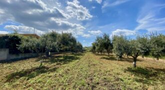 Terreno agricolo in vendita a Partinico, Contrada Carrozza