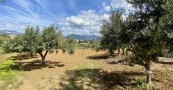 Terreno agricolo in vendita a Partinico, Contrada Carrozza