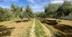 Terreno agricolo in vendita a Partinico, Contrada Carrozza