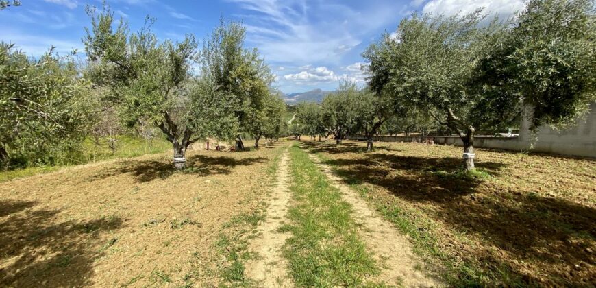 Terreno agricolo in vendita a Partinico, Contrada Carrozza