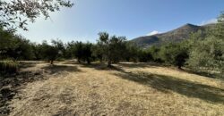 Terreno agricolo con magazzino in vendita a Giardinello, Contrada Cartiera