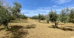 Terreno agricolo in vendita a Partinico, Contrada Carrozza