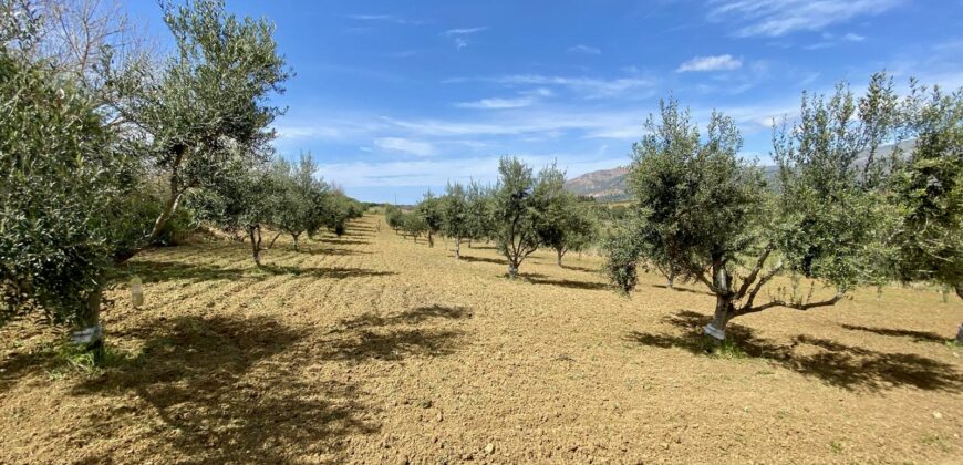 Terreno agricolo in vendita a Partinico, Contrada Carrozza