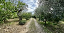 Terreno agricolo con magazzino in vendita a Partinico, Contrada Principe