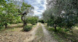 Terreno agricolo con magazzino in vendita a Partinico, Contrada Principe