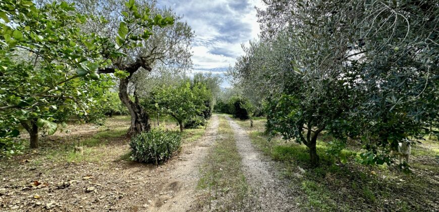 Terreno agricolo con magazzino in vendita a Partinico, Contrada Principe