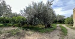 Terreno agricolo con magazzino in vendita a Partinico, Contrada Principe