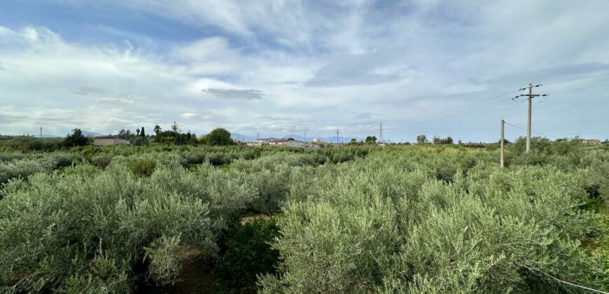 Terreno agricolo con magazzino in vendita a Partinico, Contrada Principe