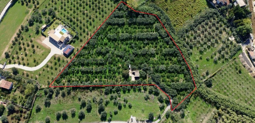 Terreno agricolo con magazzino in vendita a Partinico, Contrada Principe